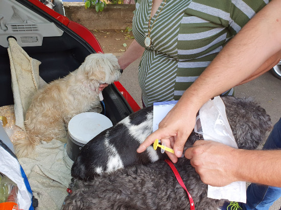 Campanha de vacinação animal na Ponta do Sol